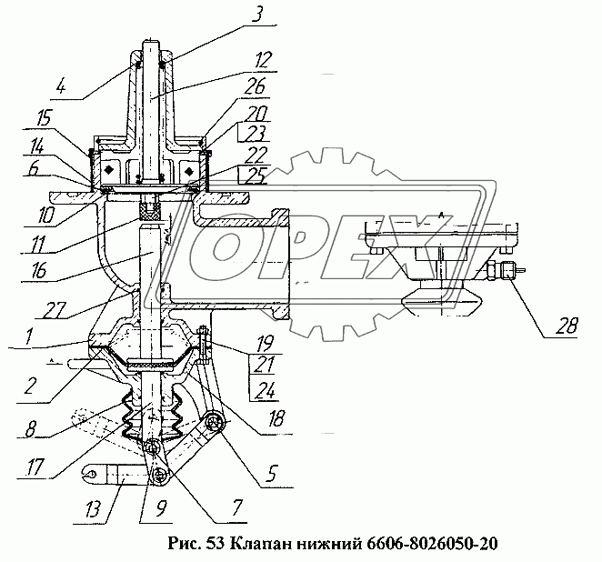 Клапан нижний 6606-8026050-20